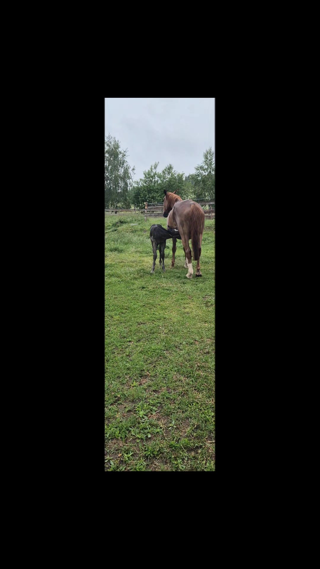 @Sabsky weimaraners