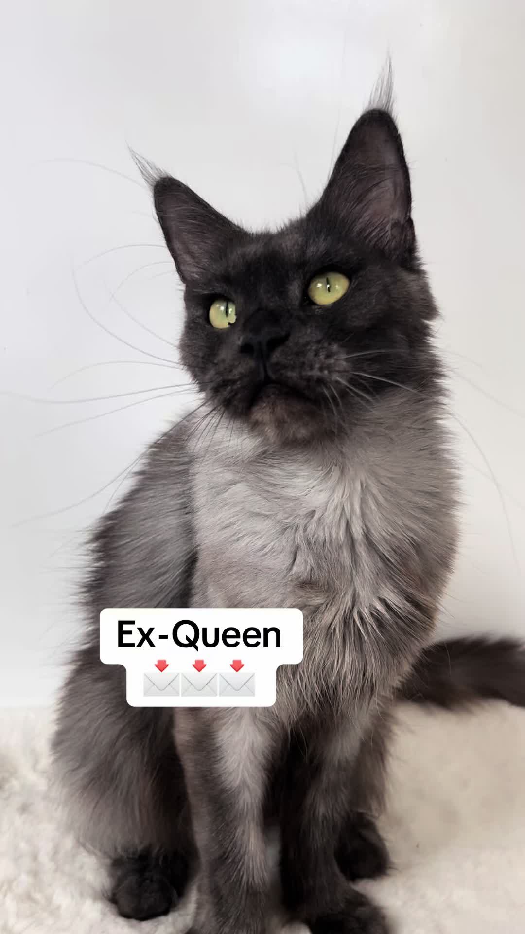 @Meercats MaineCoon