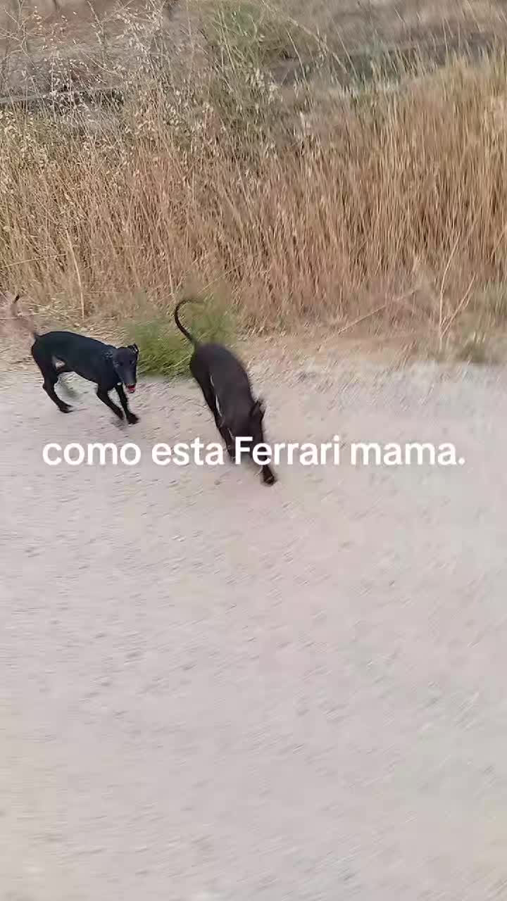 @cocodrilo