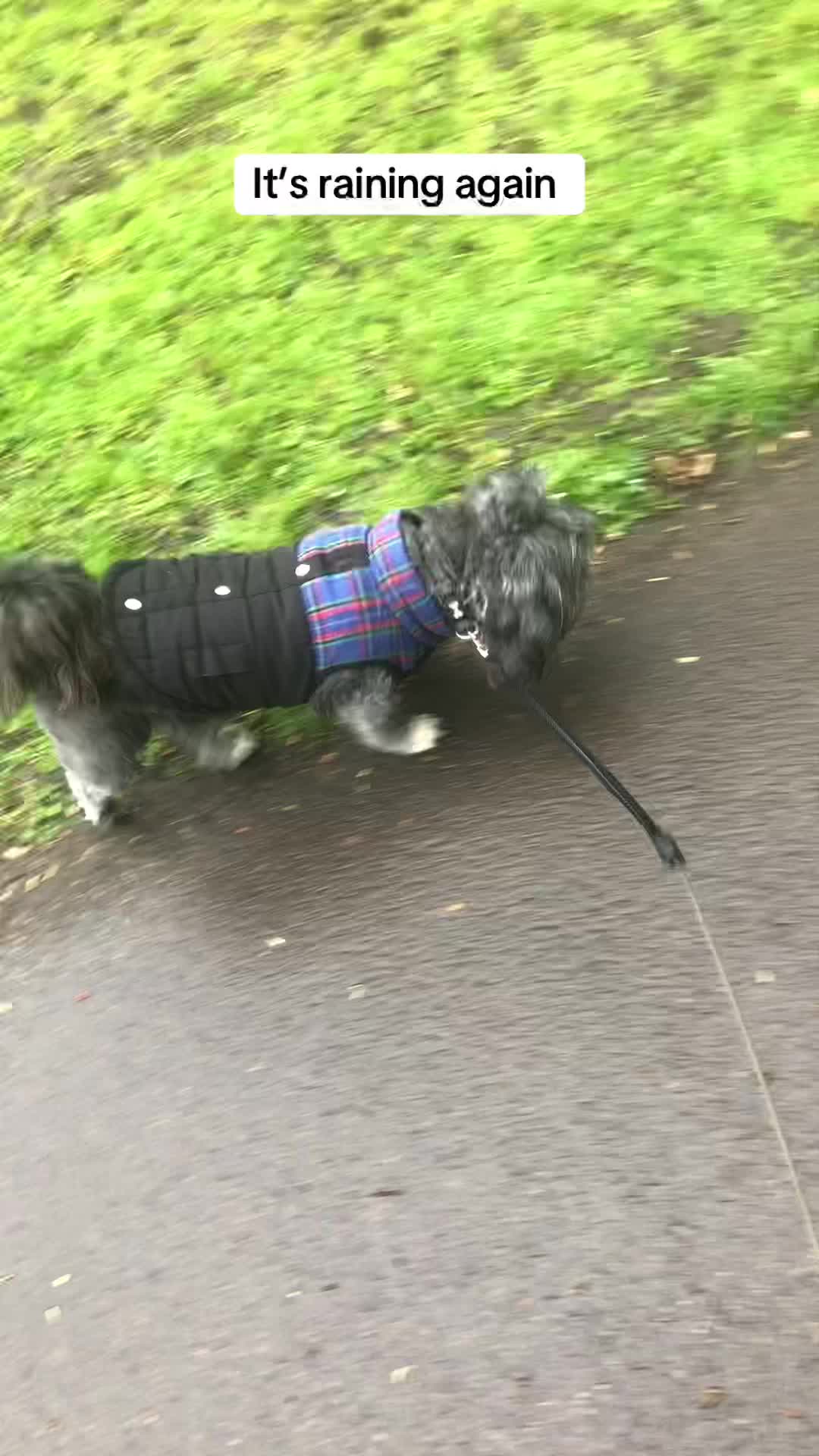@Mimi the Shihtzu