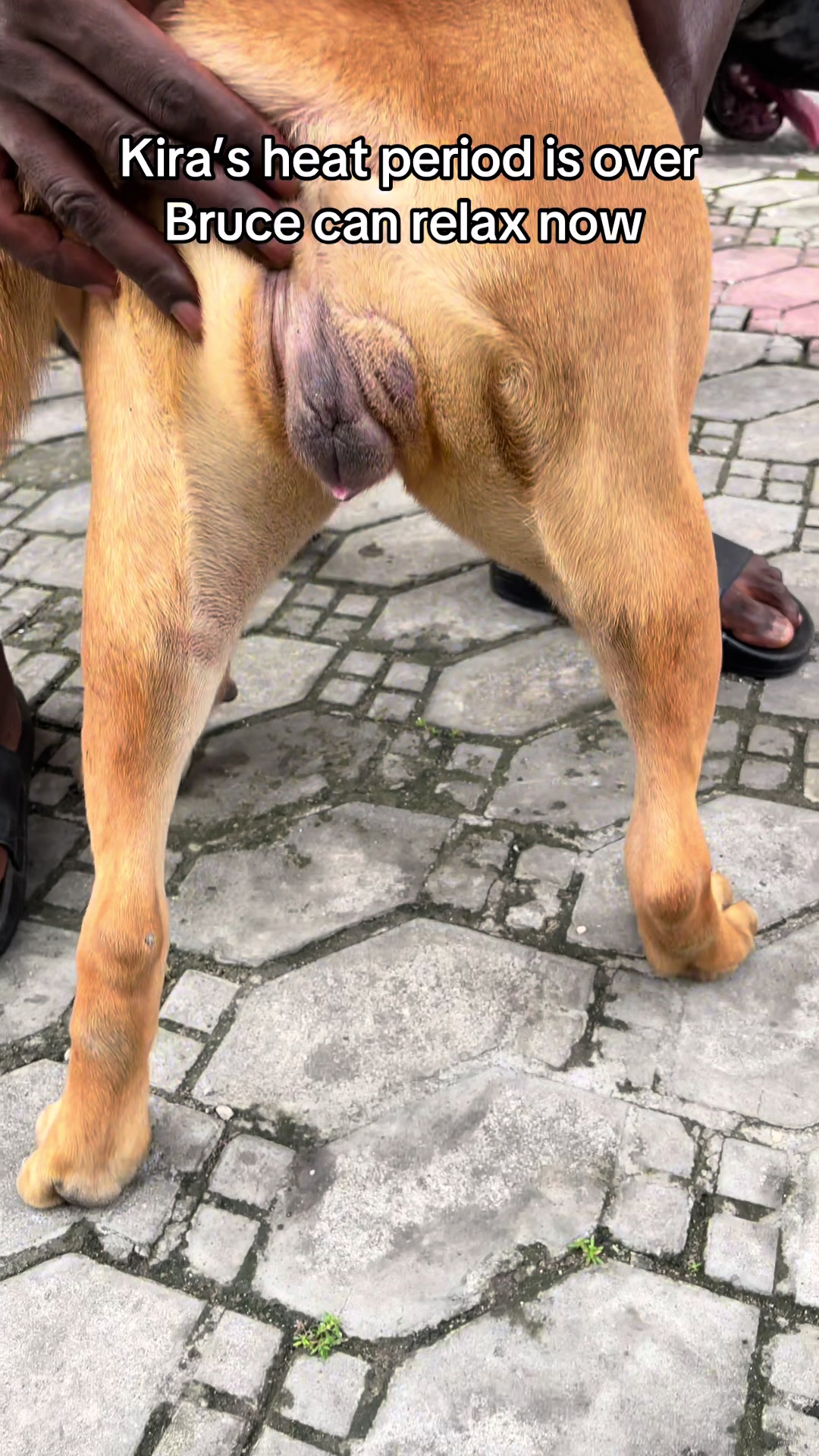 @TailWaggersOnly2.0