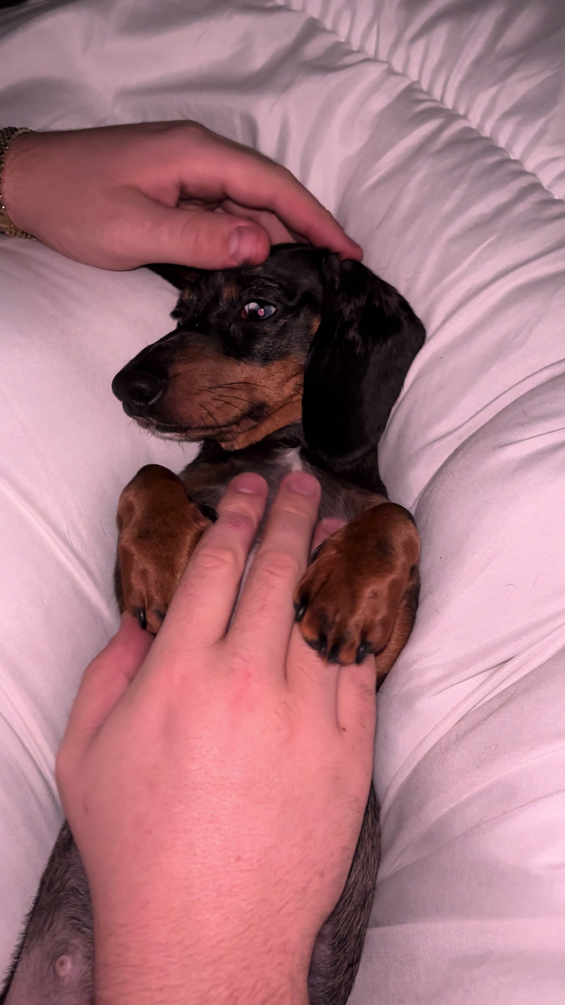 @mylittlesausagebella