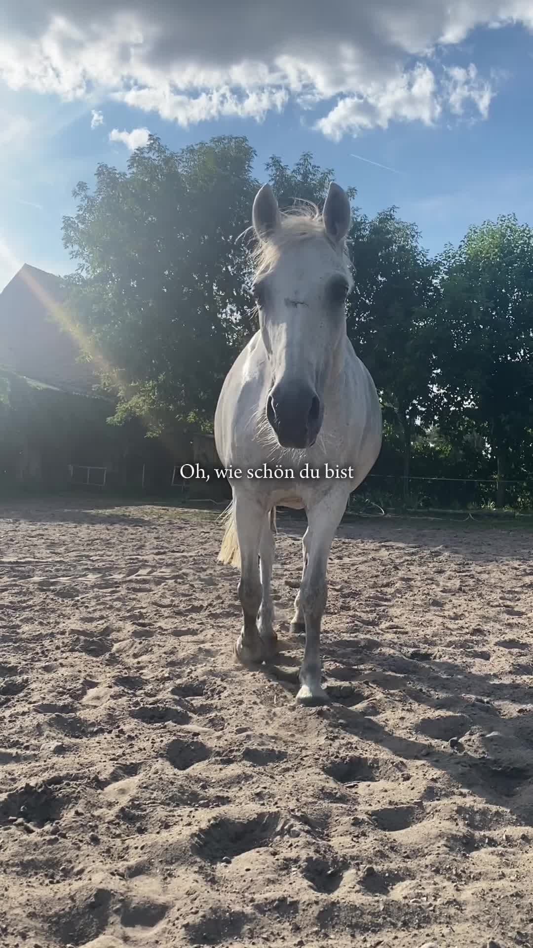@show.jumper_speedy