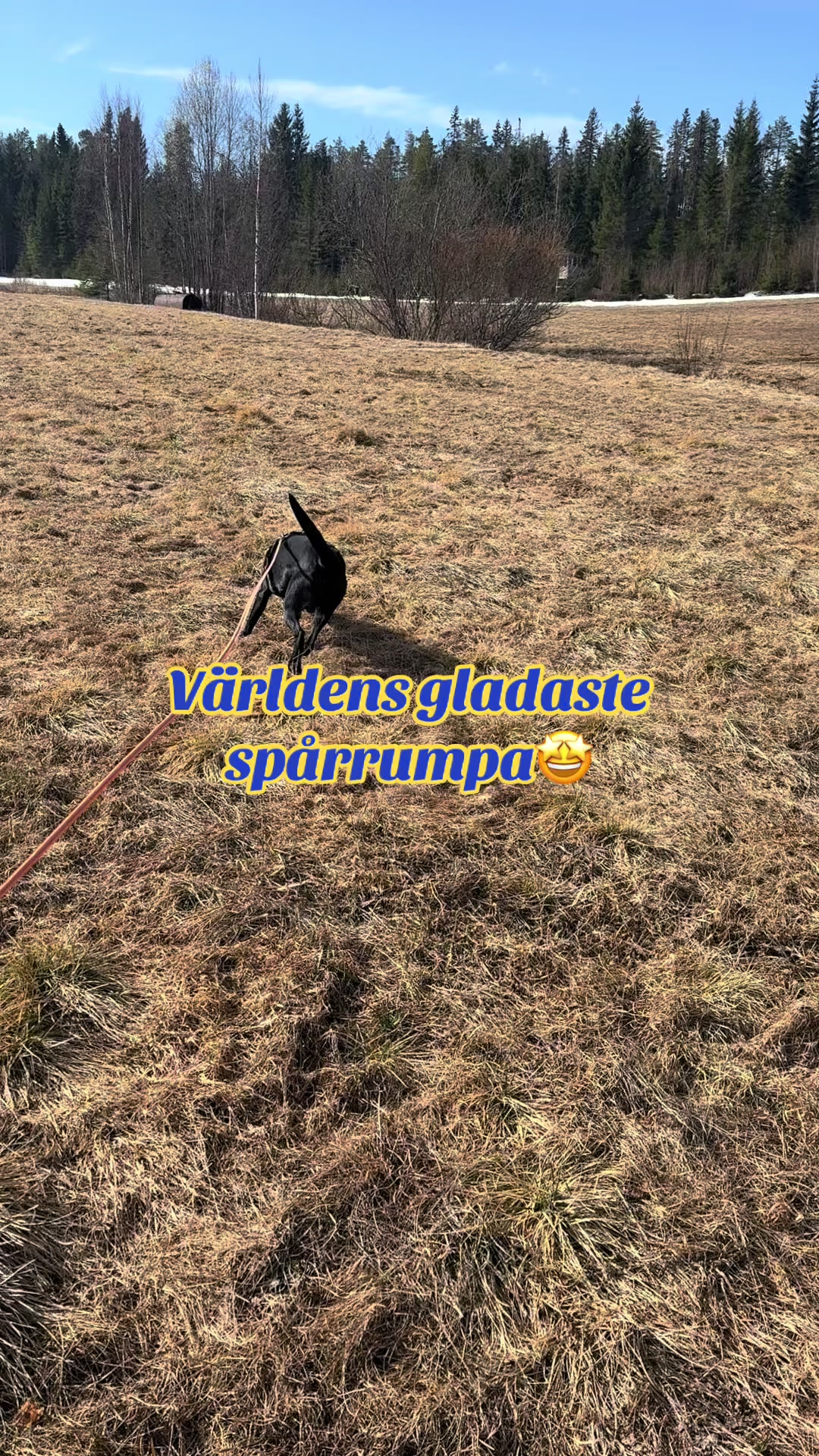 @dutch_lab_stories