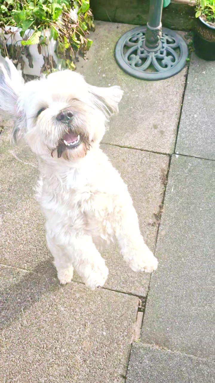 @Teddy bear dancingdog