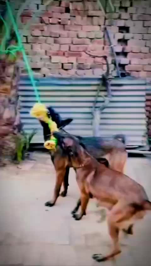 @MalinoisofPakistan