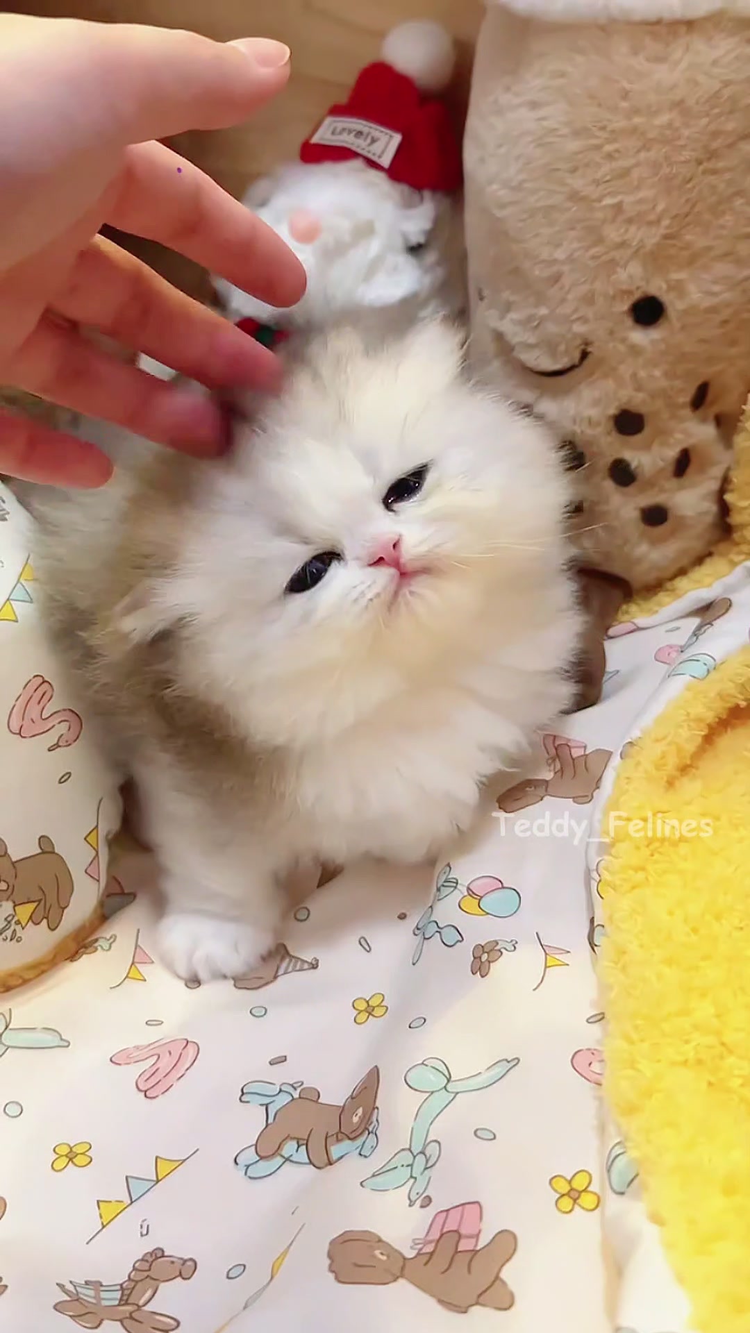 @Teddy_Felines 🧸🐾