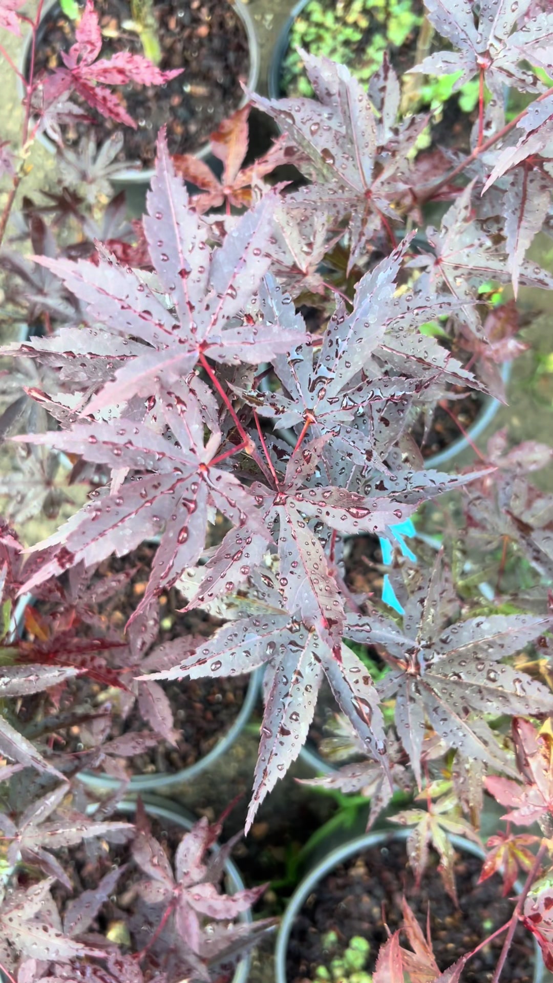 @Plantează