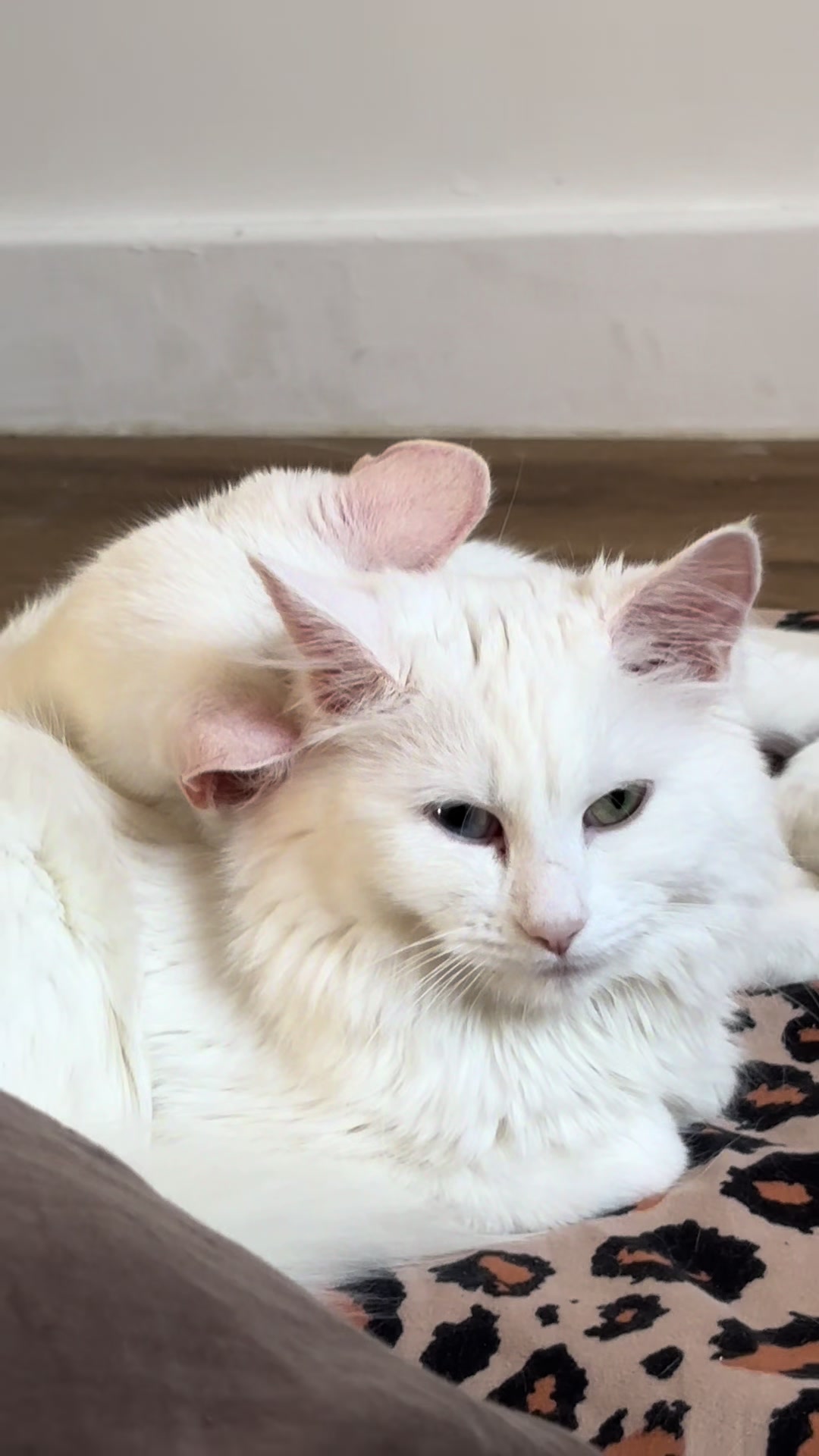@pussi_pussi_pussi