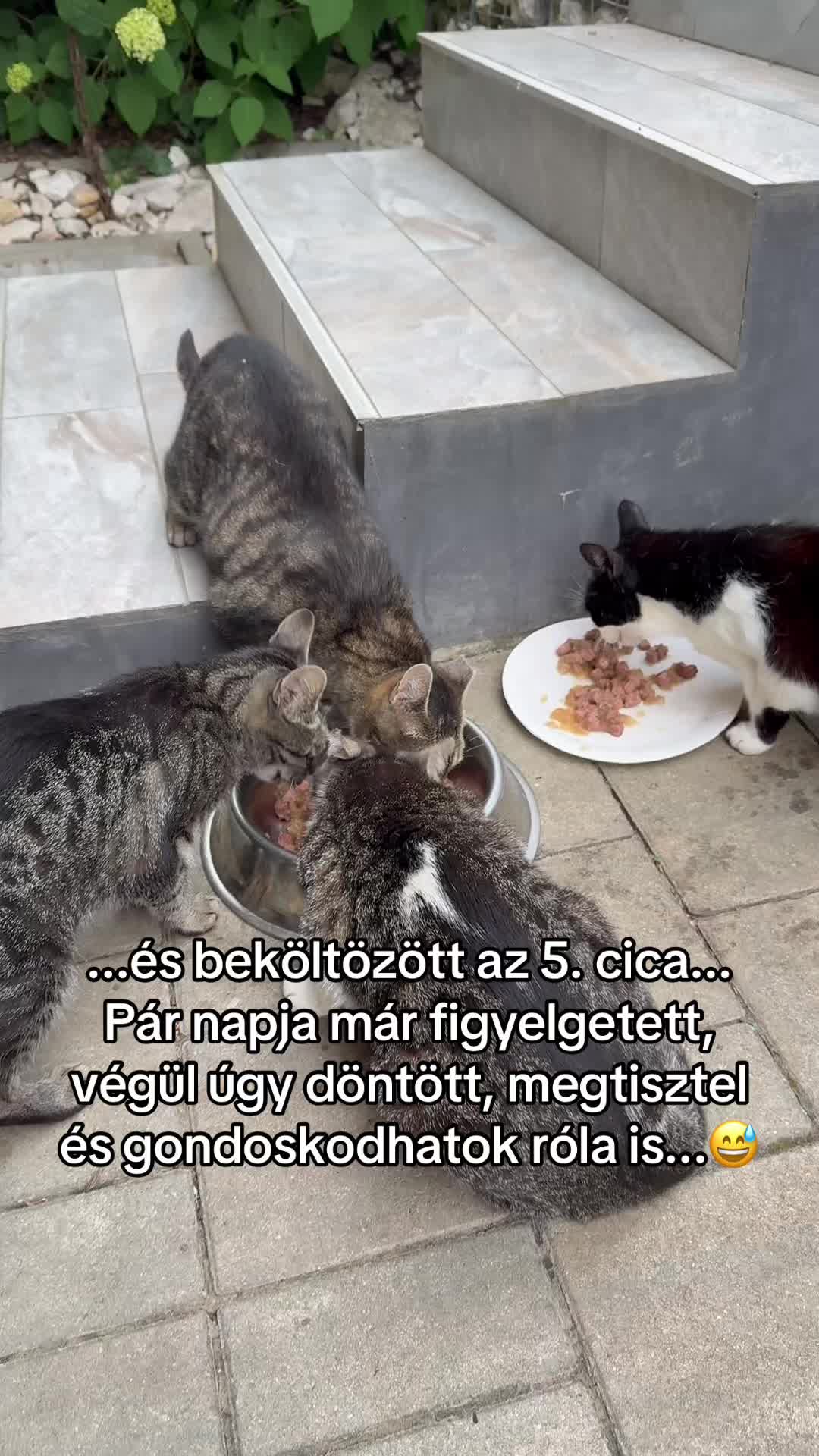 @🌻Kiss Heni & the CATS🐈⬛