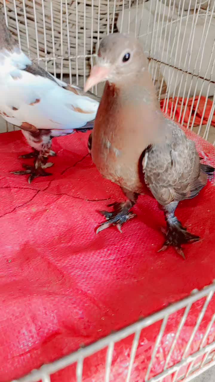 @best Birds912