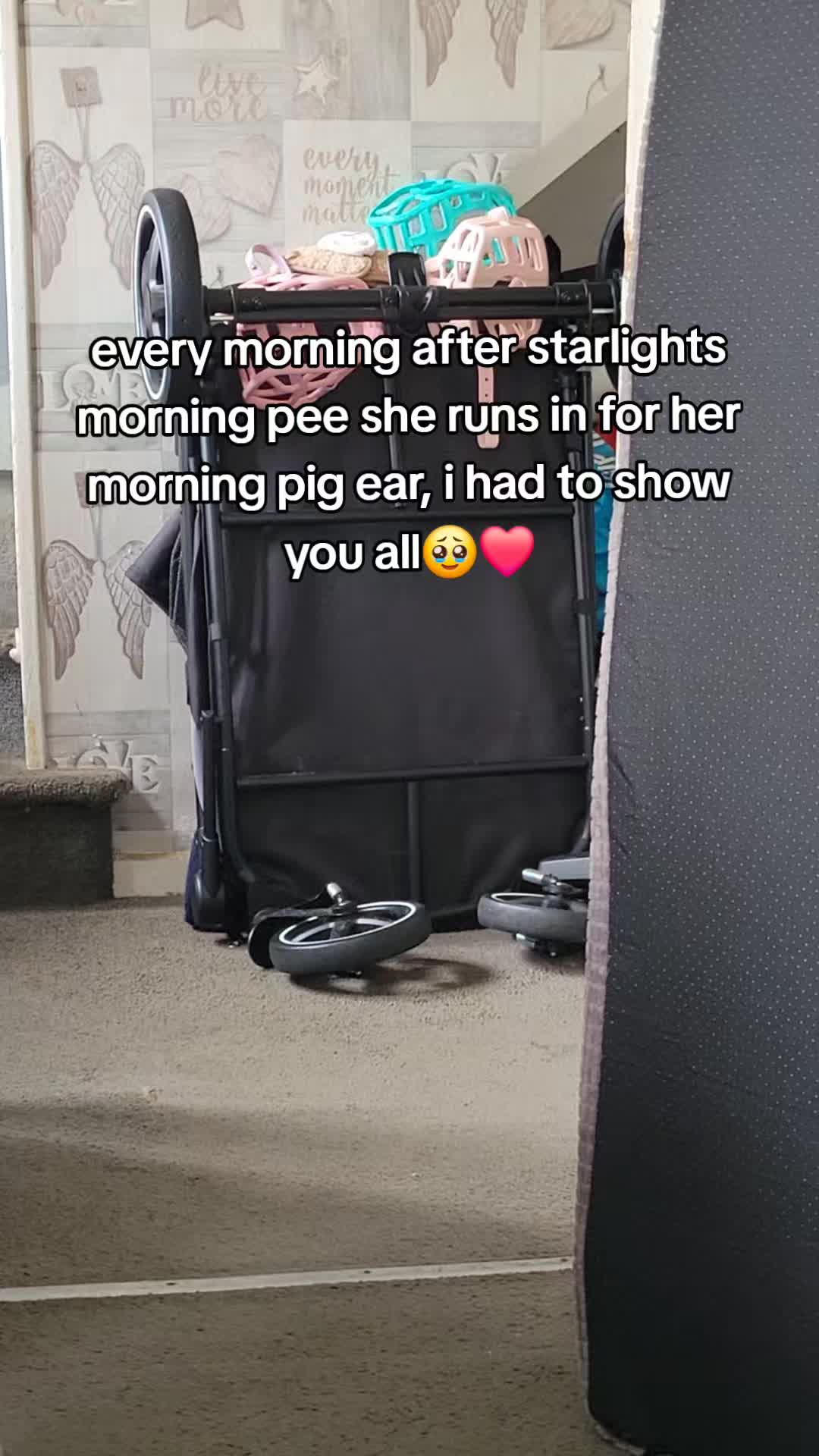 @kirsty+starlight the xl bully