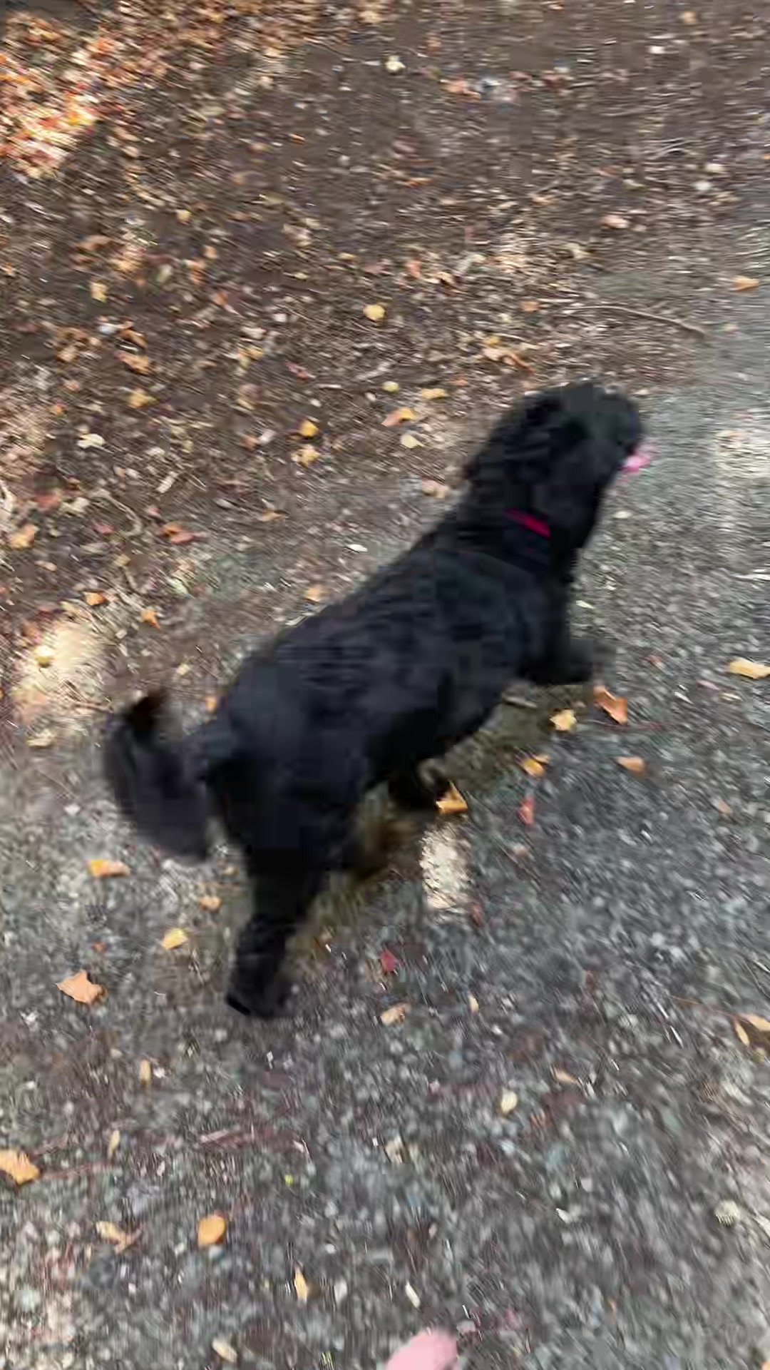 @tswoofwoof.co.uk