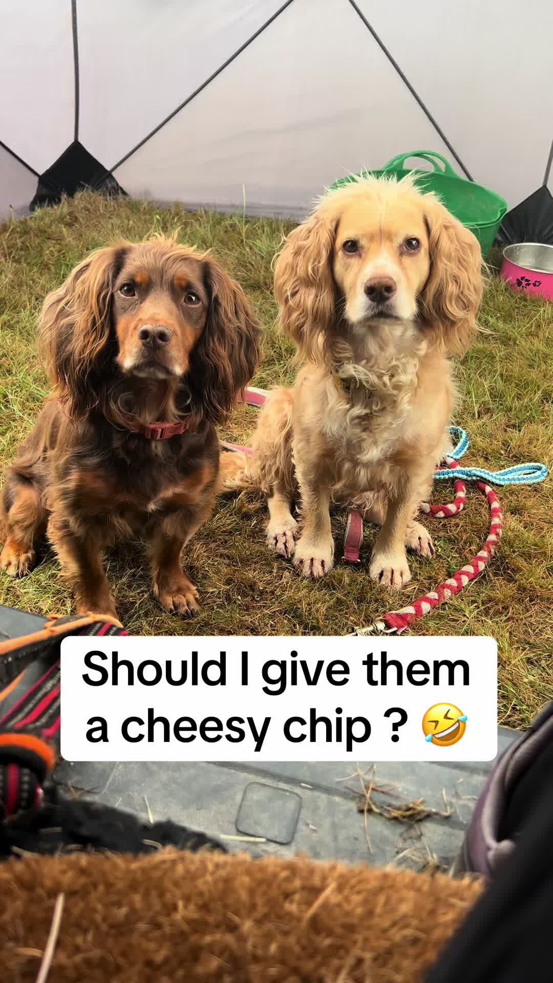 @Pipstar 🐕&zwj;🦺