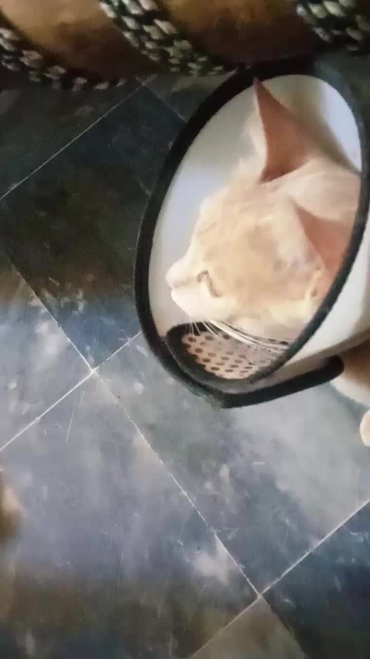 @cutecatlover8172