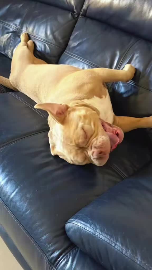 @Americanbully.Boyka