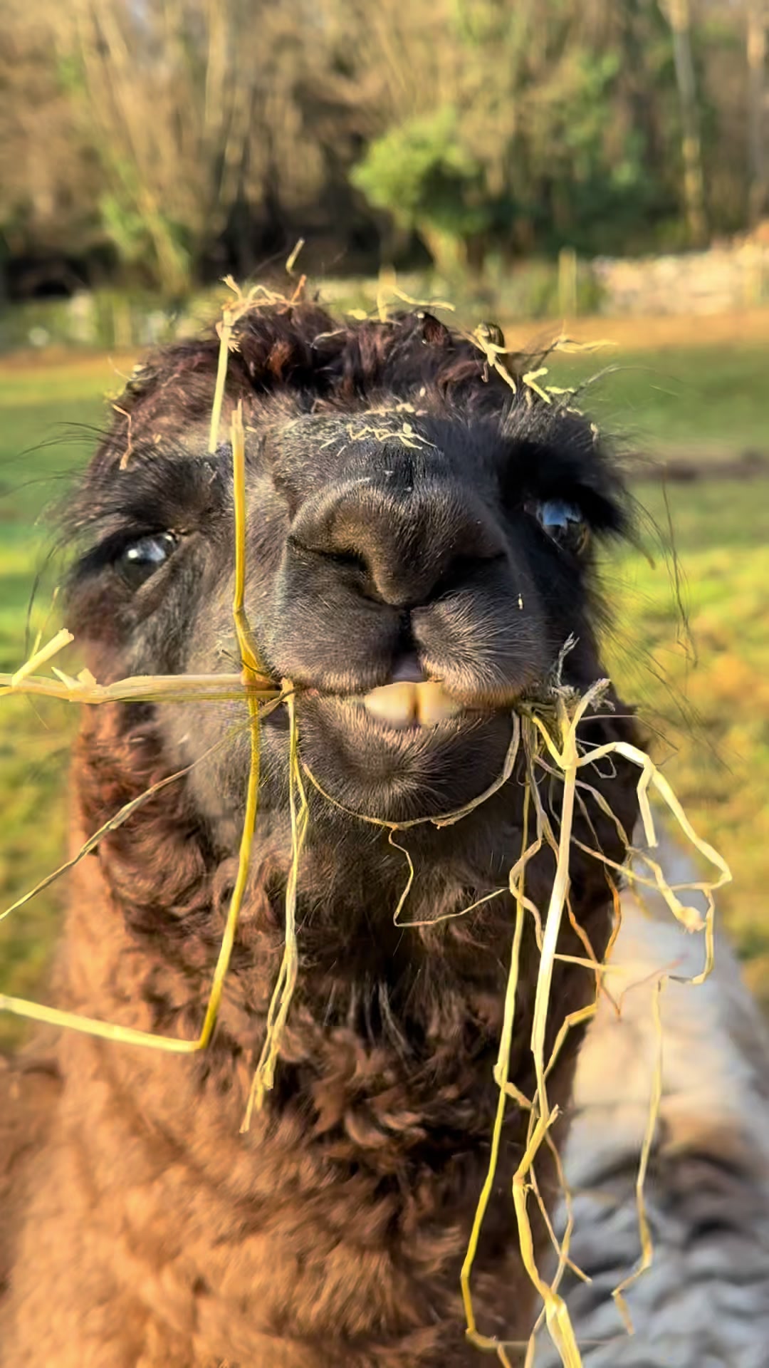 @Bardsea Alpacas and Llamas