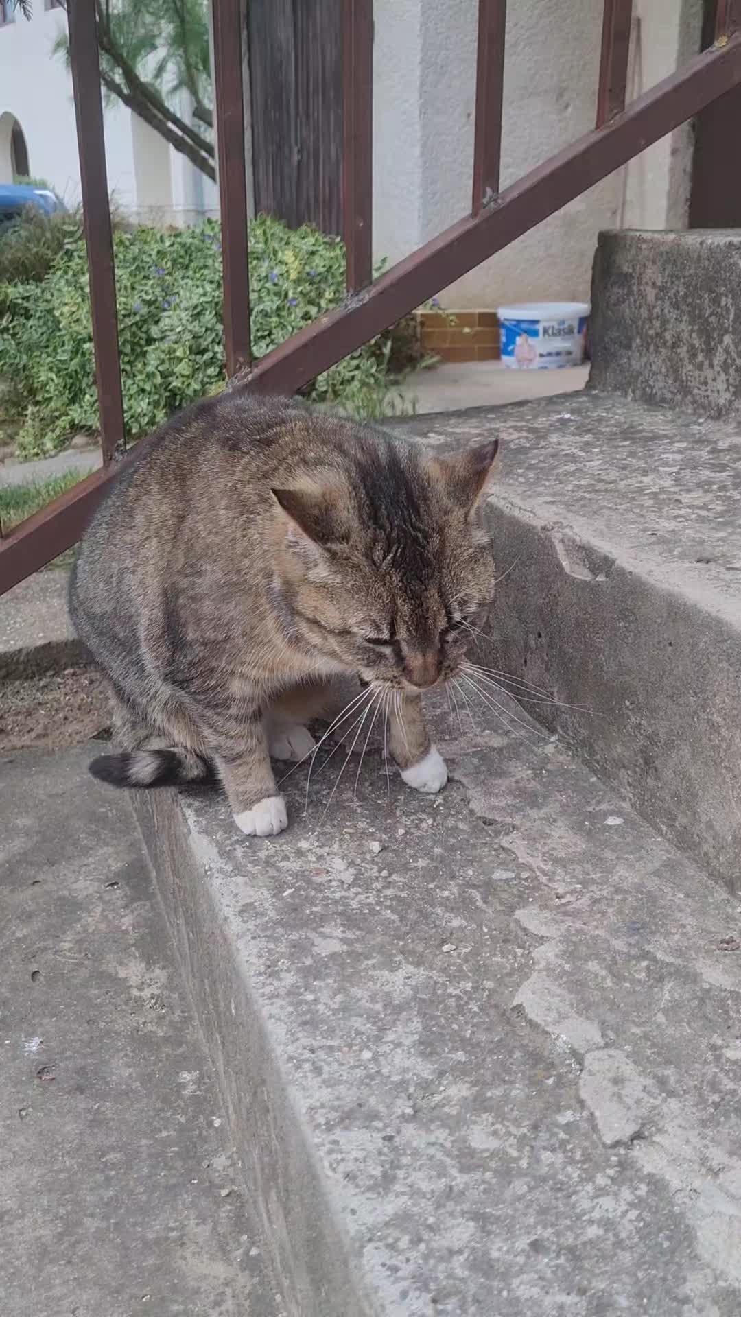 @Cat World