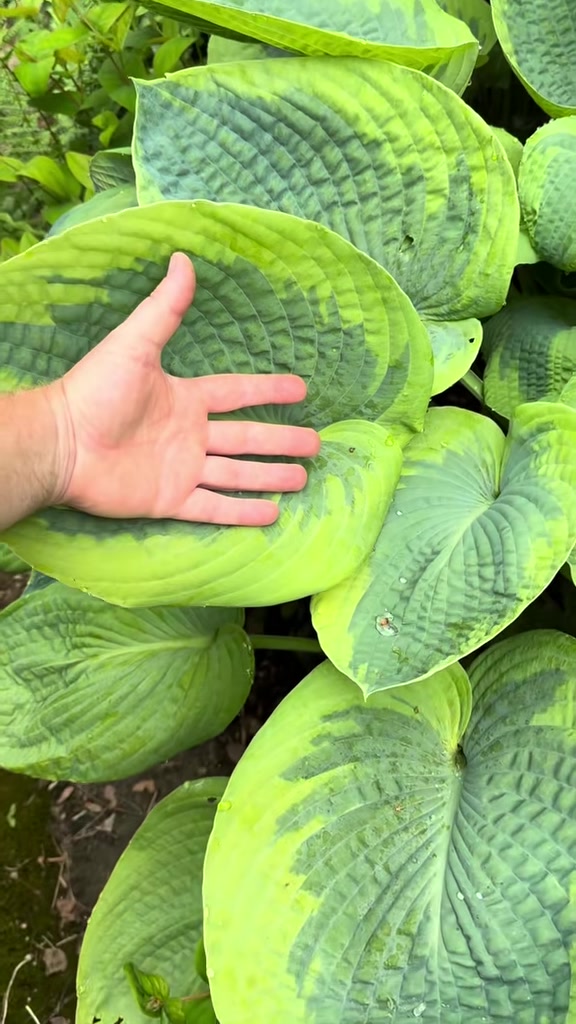 @#gardenerben