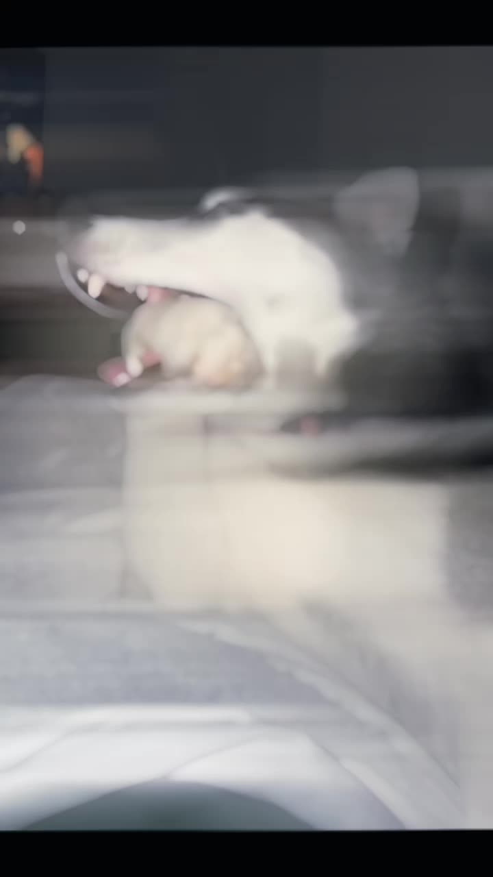 @๐ญ๐๐๐๐๐๐๐๐๐ฤฏ๐๐