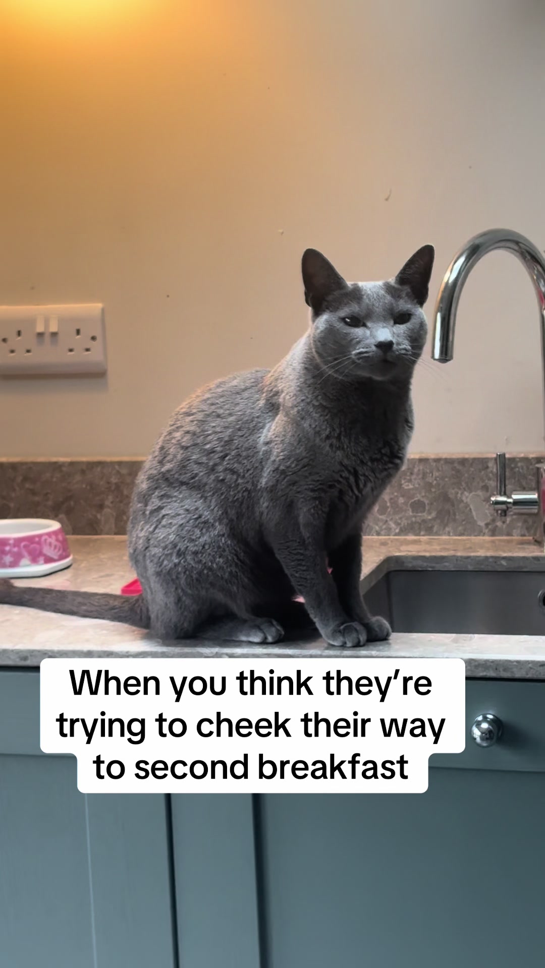 @Luna & Pluto