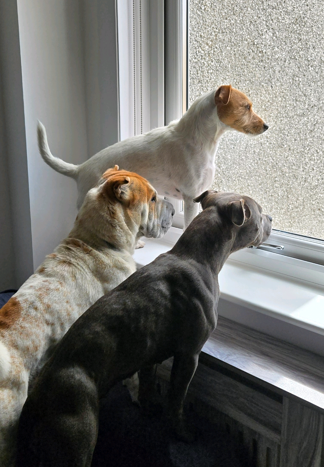 @Scotland with Aggie and Pups✨️