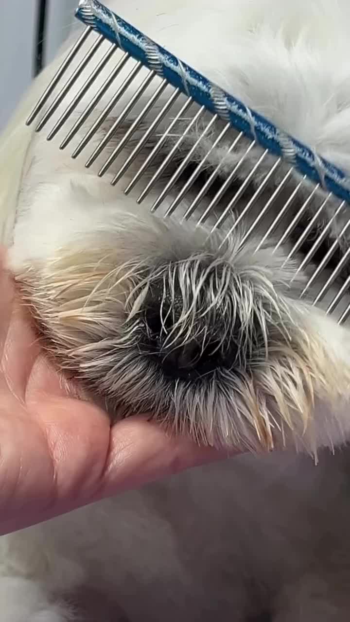 @DogGrooming101