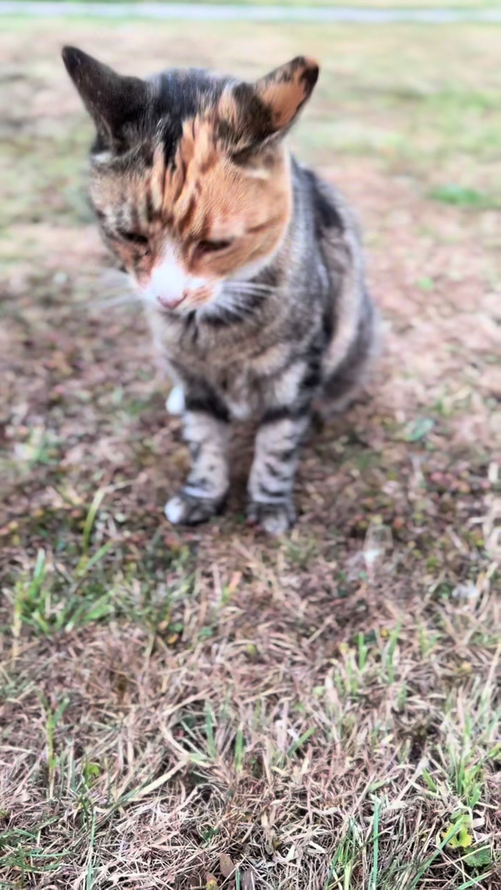 @Herongate Village Cattery