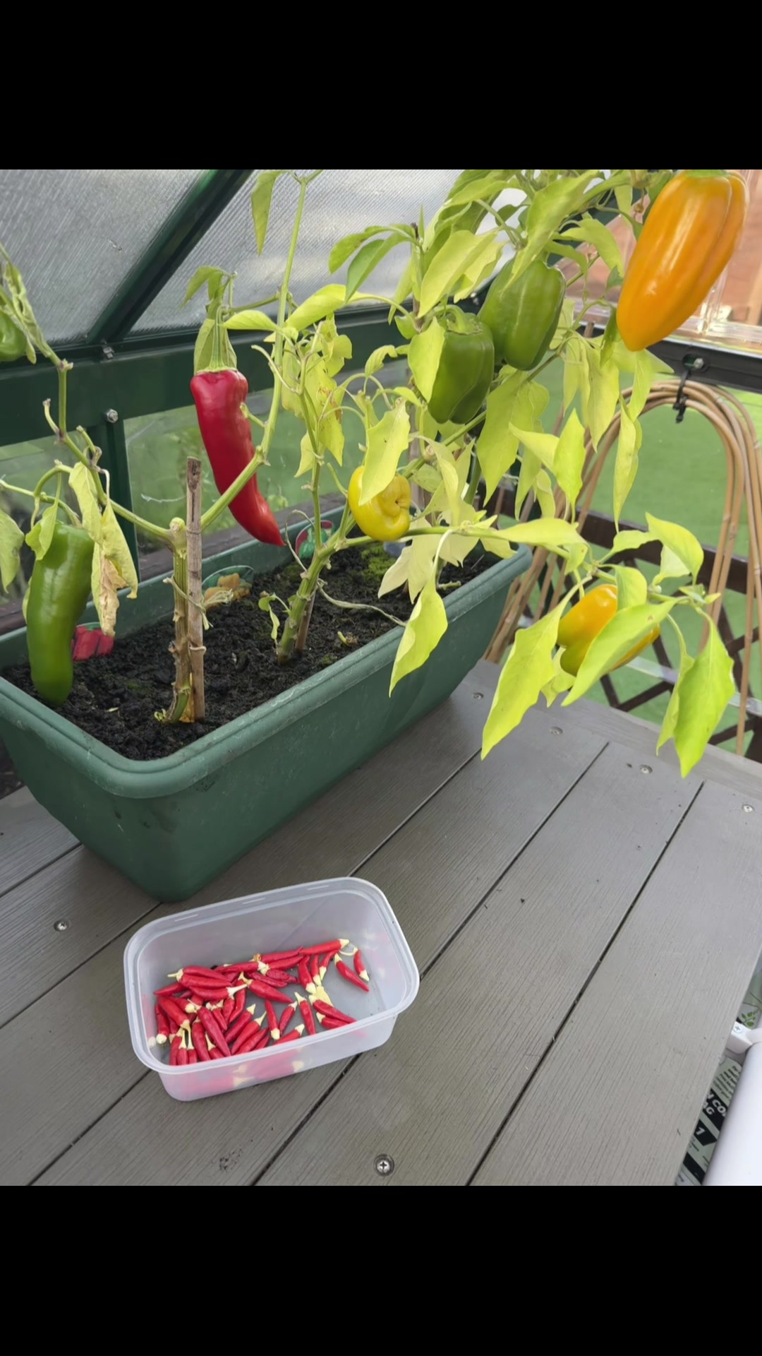 @grandadgreenhouse