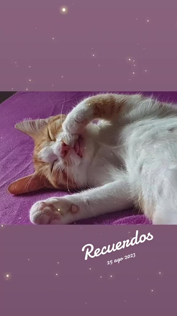 @Happy Cat