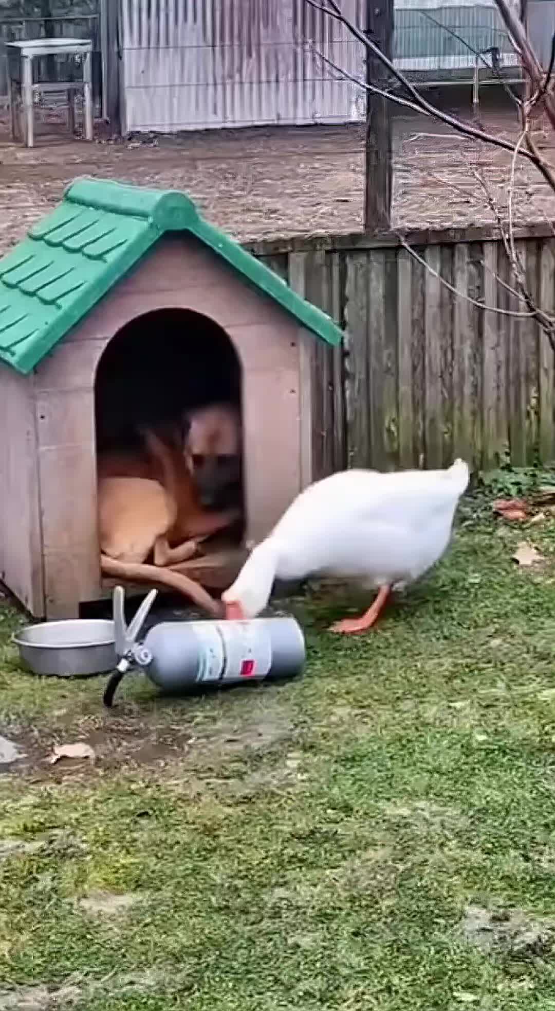 @Goosebombs