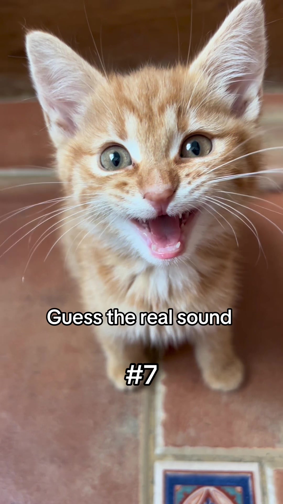 @Mittens