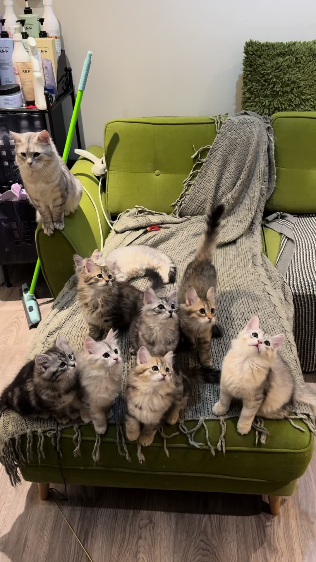 @SiberianRiver Cattery Uk