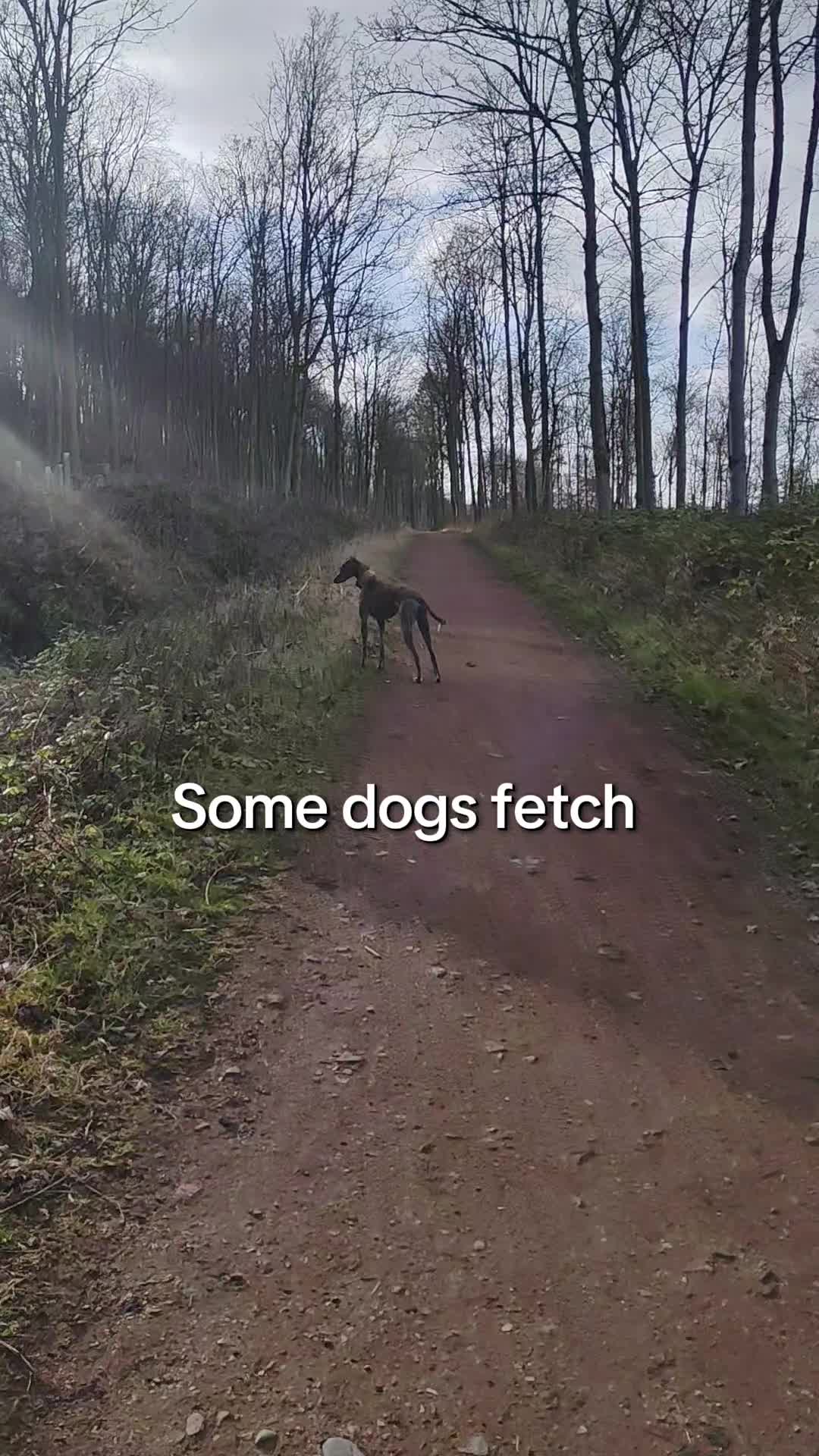 @LollyTheStrayDog