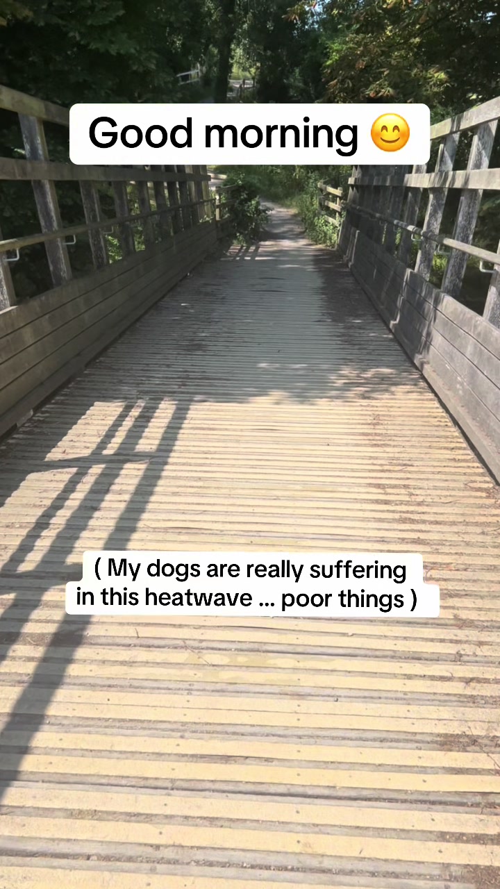 @Pipstar 🐕🦺
