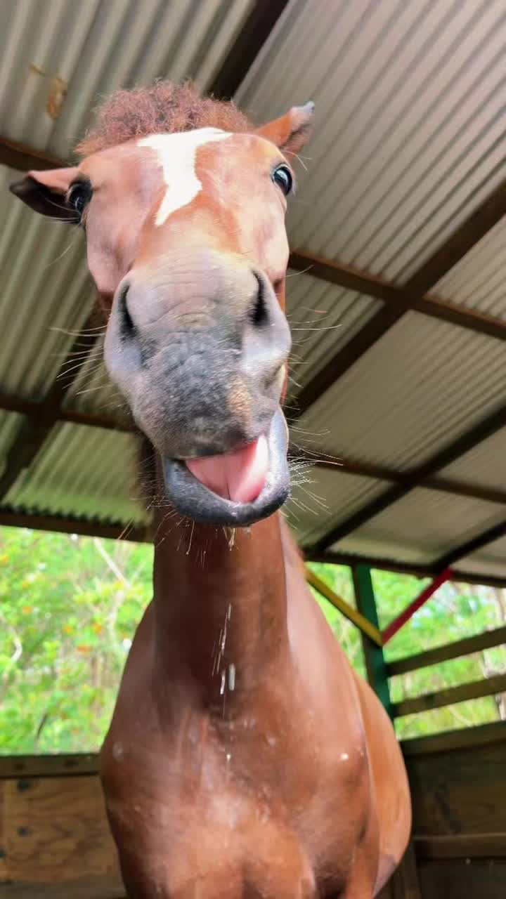 @roots_riding_stables
