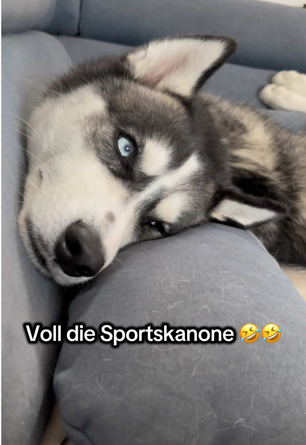 @HuskyShow