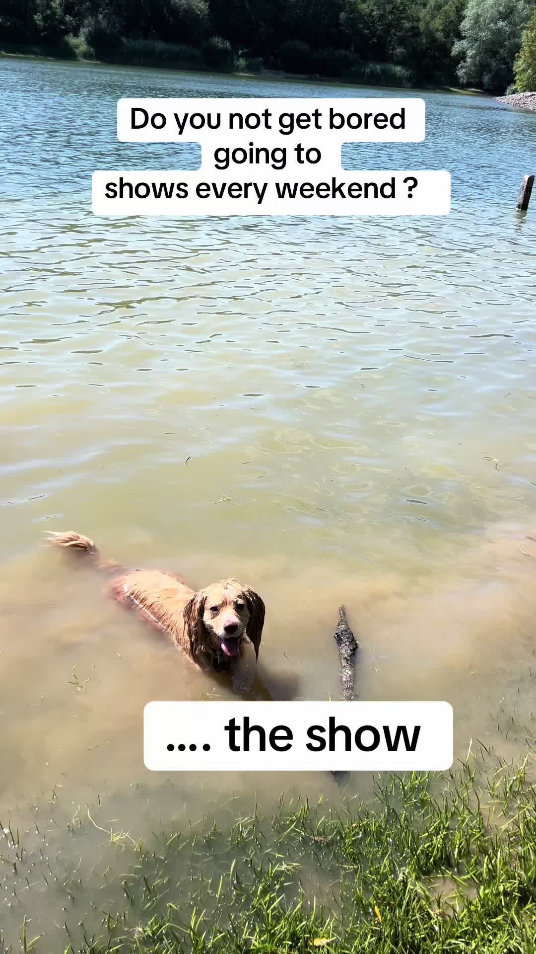 @Pipstar 🐕🦺