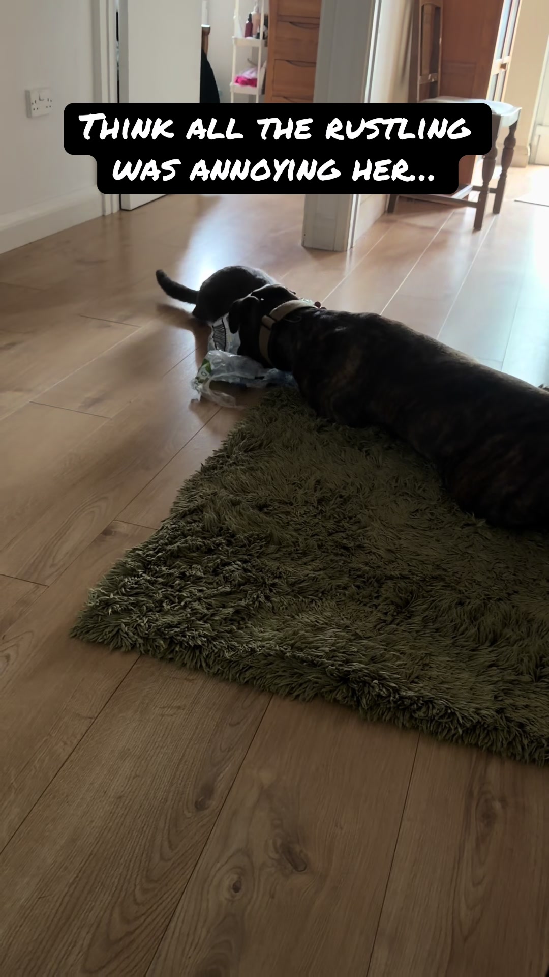 @TheCatandDogTeam
