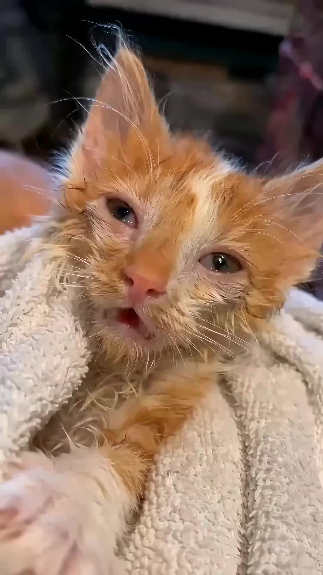 @Community_Animal_Rescue