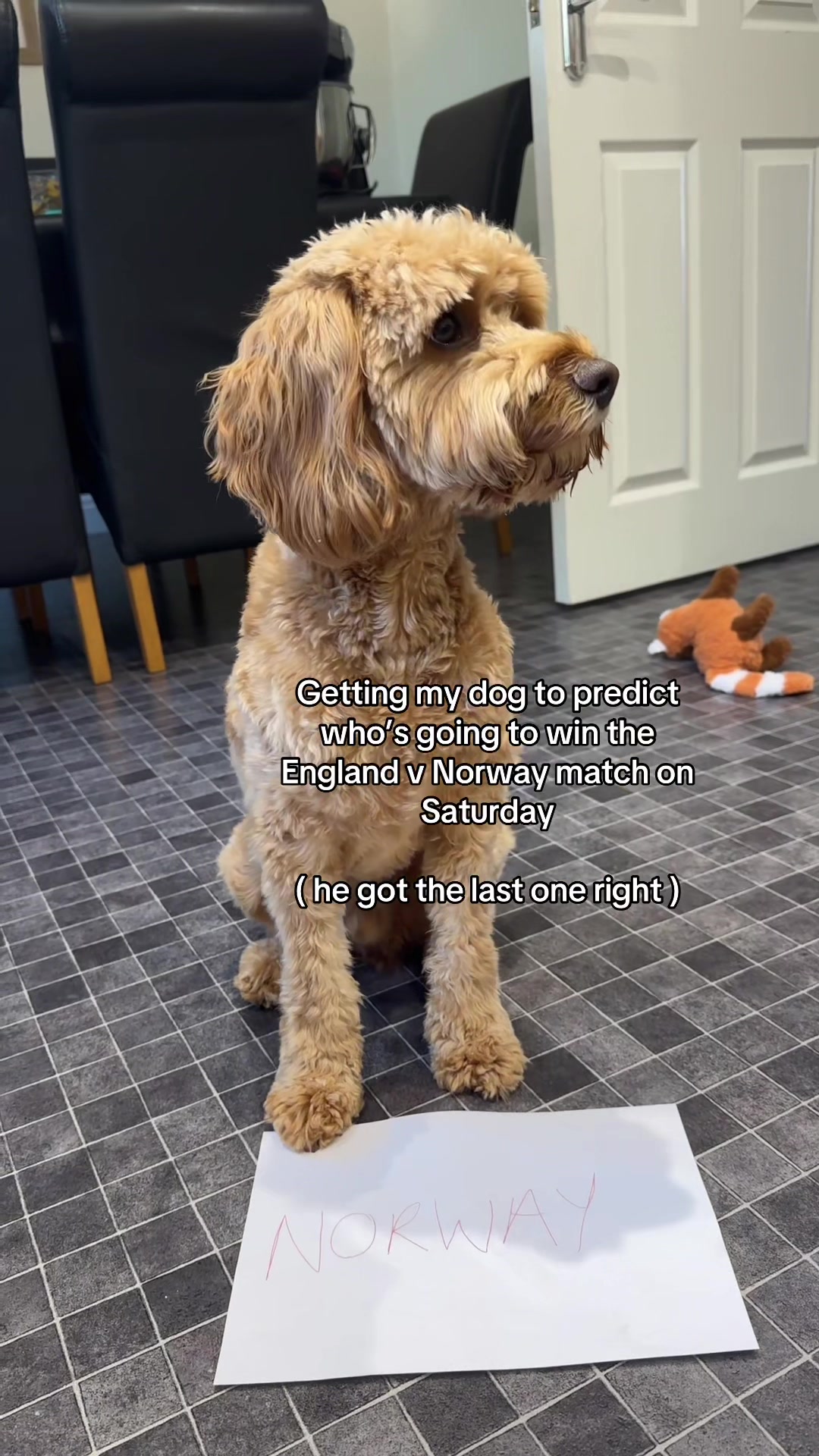 @Max the cavapoo 🐾