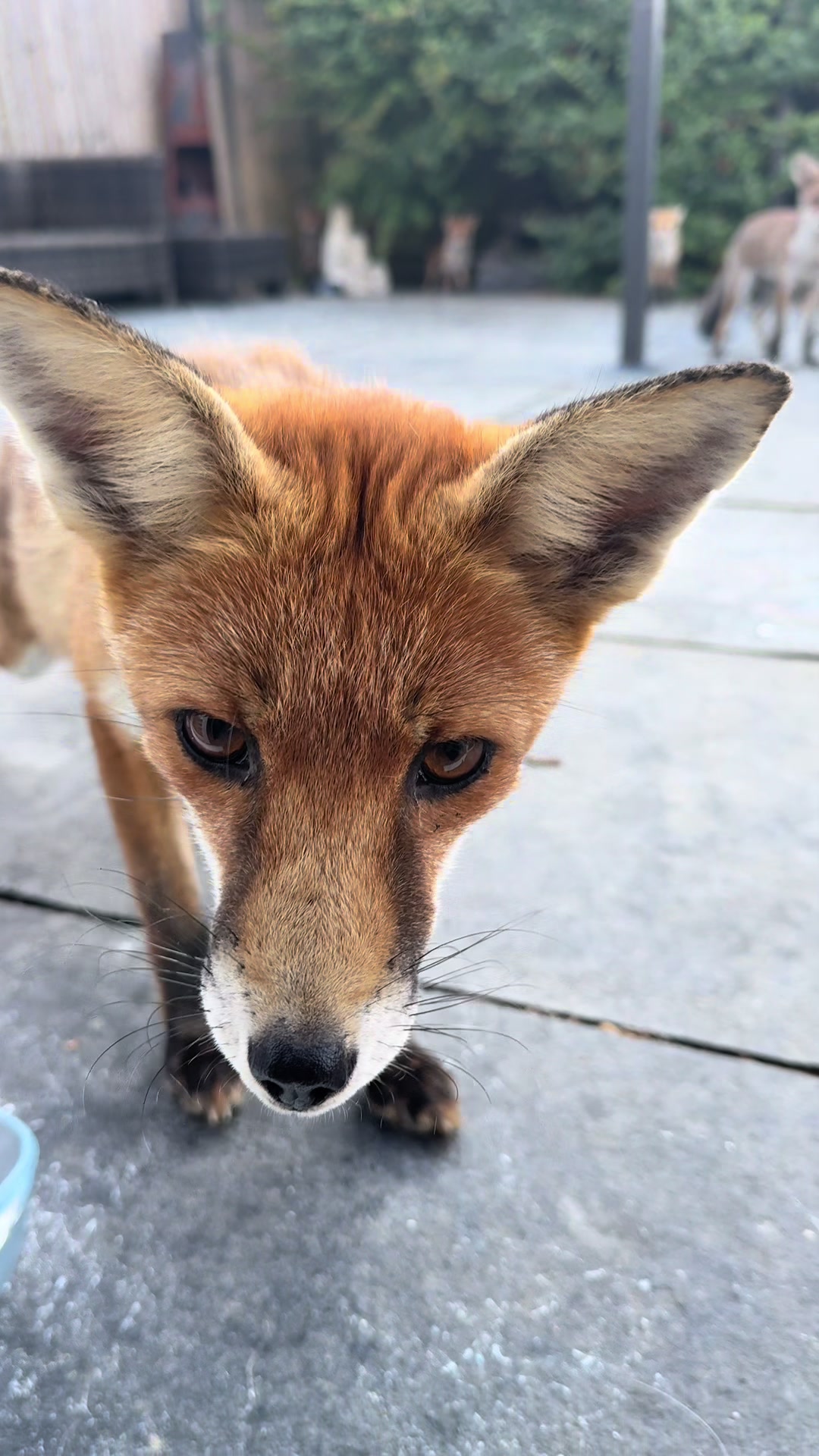 @gp_wildlife