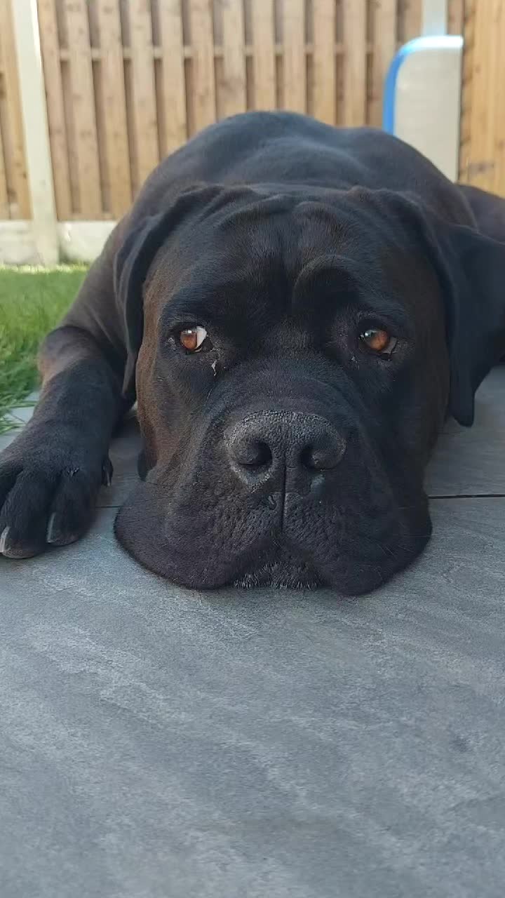 @Canecorspuppy