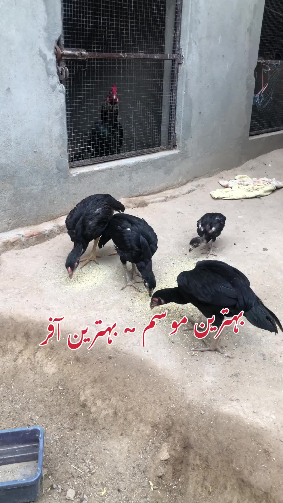 @Poultry Markaz