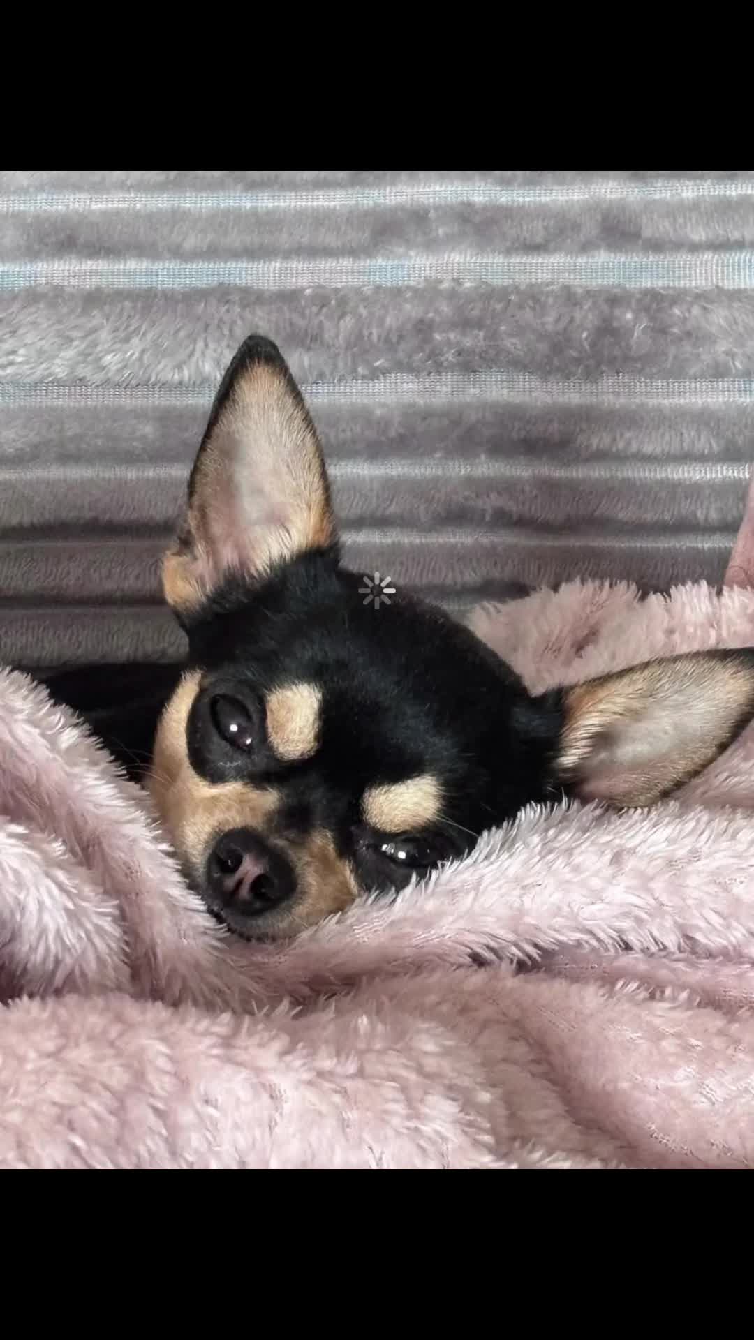 @Suffolk Chihuahuas