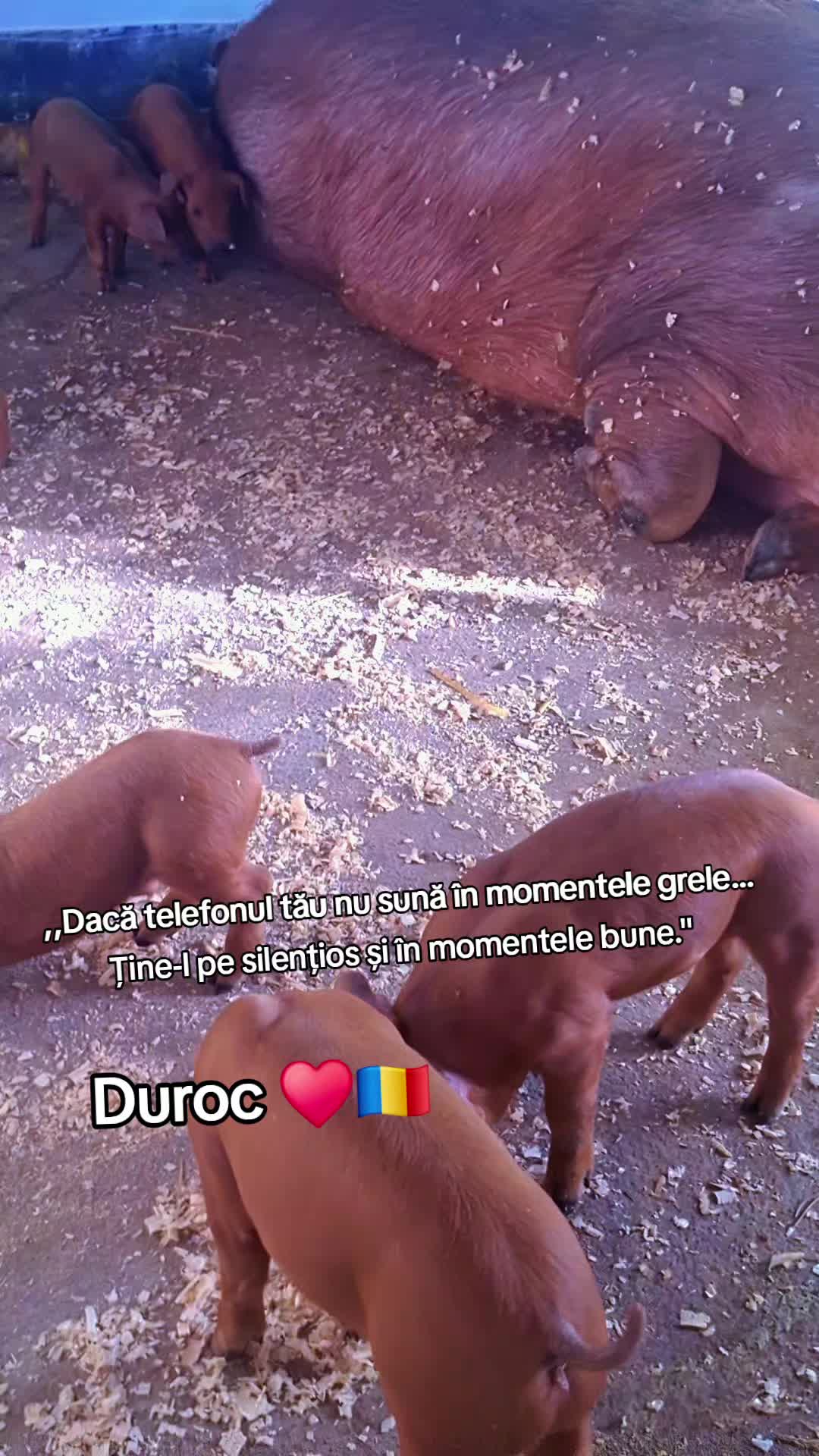 @💎🇷🇴Săndel Olteanul 🇷🇴💎