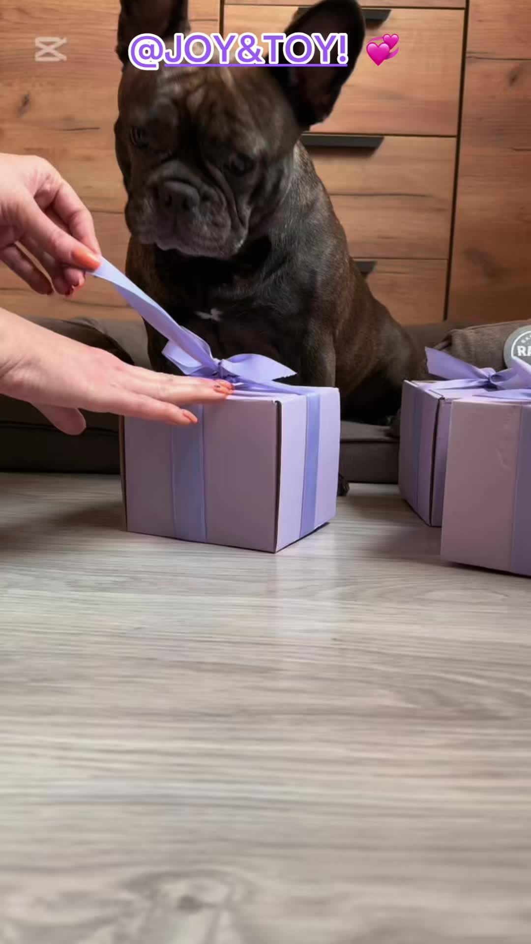 @Mia_french_bulldog
