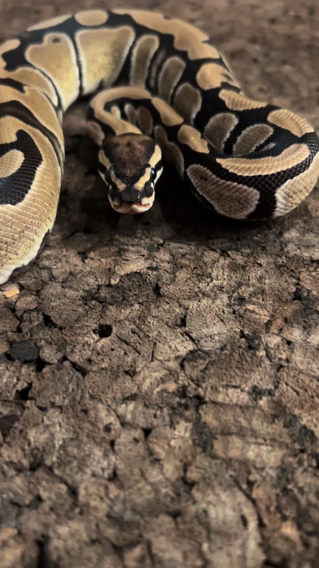@Tu.snakes