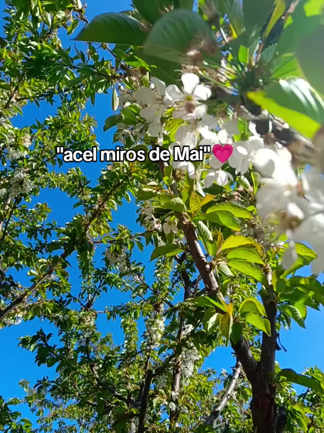 @🦋 Vasilica Yadira 🦋