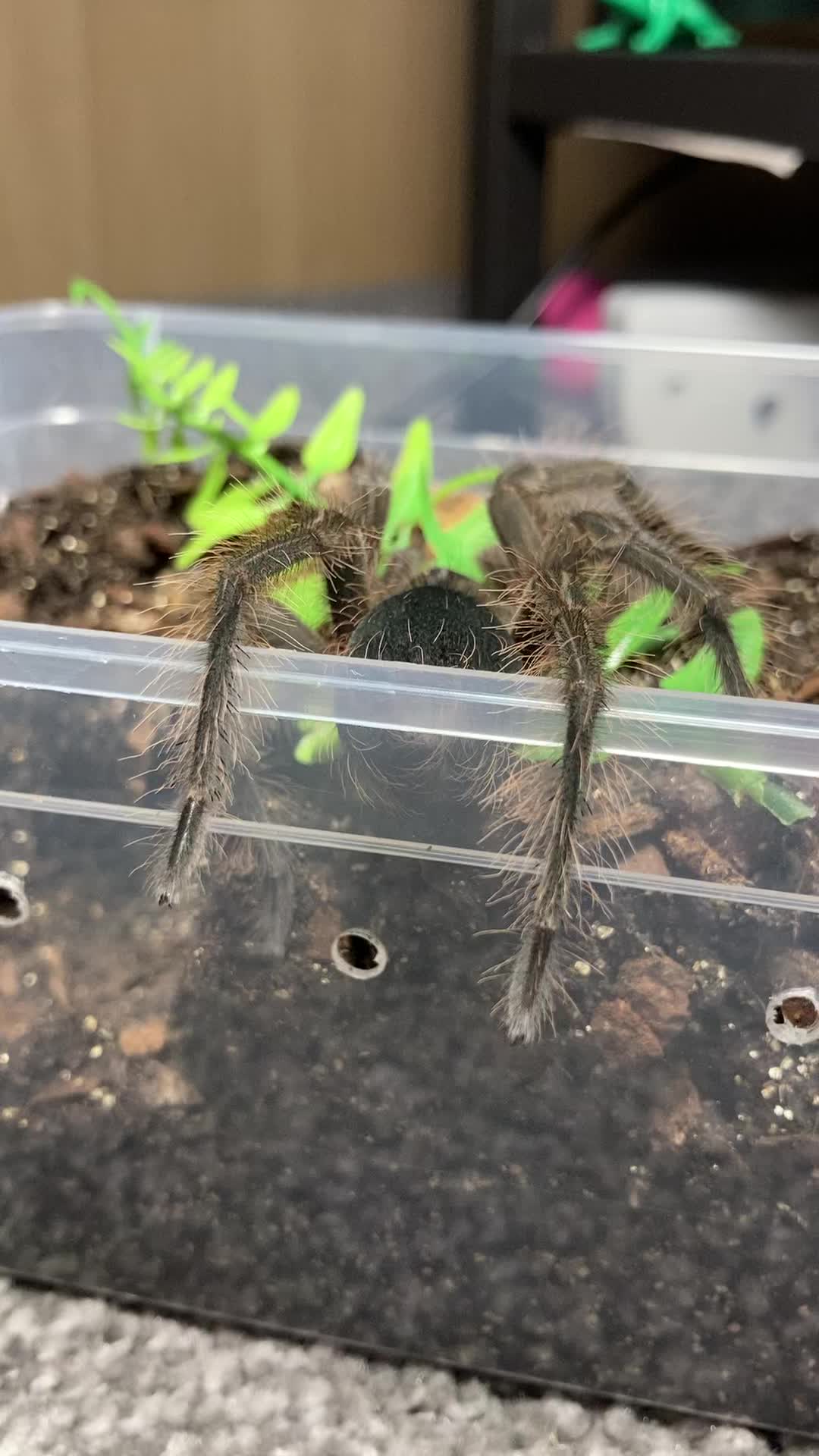 @🕷️𝓛𝓪𝓭𝔂𝓢𝓬𝓪𝓻𝓮🕷️